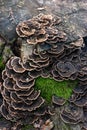 Flat cap mushrooms growing on a tree trunk in the forest autumn day