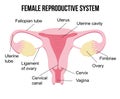 Flat cartoon infographics, healthy female reproductive system on white background, human internal female organs, health concept. U