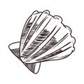 flat clams icon