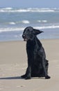 Flat Coated Retriever Royalty Free Stock Photo