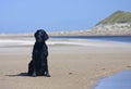 Flat Coated Retriever Royalty Free Stock Photo