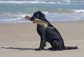 Flat Coated Retriever with beach mat Royalty Free Stock Photo