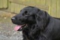 Flat coated retriever