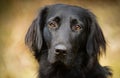 Flat coated Retriever dog portrait Royalty Free Stock Photo