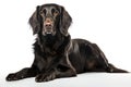 Flat Coated Retriever Dog Stands On A White Background