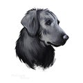 Flat-Coated Retriever, Flatcoat, Flattie, Flatte, Flatt dog digital art illustration isolated on white background. UK origin Royalty Free Stock Photo