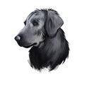 Flat-Coated Retriever, Flatcoat, Flattie, Flatte, Flatt dog digital art illustration isolated on white background. UK origin Royalty Free Stock Photo