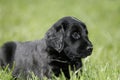 Flat coated retriever puppy