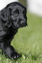 flat coated retriever puppy Royalty Free Stock Photo