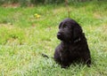 Flat coated retriever puppy Royalty Free Stock Photo