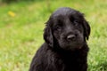 Flat coated retriever puppy Royalty Free Stock Photo