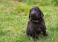 Flat coated retriever puppy Royalty Free Stock Photo