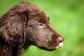 Flat Coated Retriever Puppy Royalty Free Stock Photo