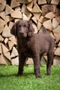 Flat Coated Retriever Puppy Royalty Free Stock Photo