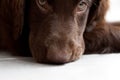 Flat-Coated Retriever Puppy Royalty Free Stock Photo