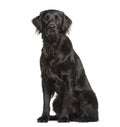 Flat Coated Retriever sitting in front of white background Royalty Free Stock Photo