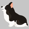 Flat colored adobrable black Corgi sitting in side view