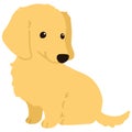 Flat colored golden Miniature Dachshund puppy sitting