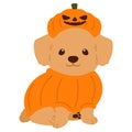 Flat colored Halloween Toy Poodle illustration sitting front view