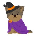 Flat colored Halloween witch Yorkshire Terrier illustration sitting front view