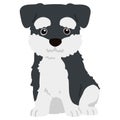 Flat colored Miniature Schnauzer sitting front view Royalty Free Stock Photo