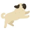 Flat colored Pug puppy jumping and playing