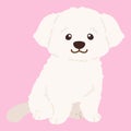 Flat colored simple and adorable white Maltese dog sitting illustration