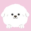 Flat colored white Bichon Frise front face with paws