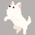 Flat colored white Chihuahua puppy jumping