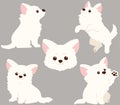 Flat colored white Chihuahua puppy poses set