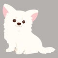 Flat colored white Chihuahua puppy sitting