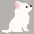 Flat colored white Chihuahua puppy sitting in side view