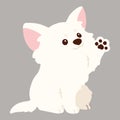 Flat colored white Chihuahua puppy waving