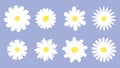 Flat daisy set. Chamomile meadow white flowers icons. Daisies floral collection with various petals. Retro groovy trendy