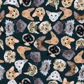 Flat dark seamless pattern pedigree cats Royalty Free Stock Photo
