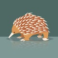 Flat design Echidna