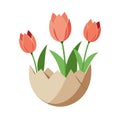 Stylized illustration of three peach colored tulip flowers emerging from a cracked eggshell Royalty Free Stock Photo