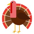 Flat design turkey bird vector illustration standing isolated on white background