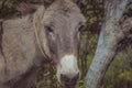 Flat detail of the head of a donkey