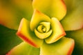 Flat detail of succulent plant