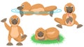 Flat Different Animal Platypus Duckbill Stand Sleep Eating Worm Swim Vector