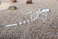 Flat dinosaur skeleton