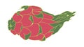 Flat dragon fruit illustration. Pitaya drawing. Vector element of design. Tropical food icon. Isolated illustration
