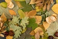 Flat Dried Leaves or Forest Floor in Camouflage Colors Royalty Free Stock Photo