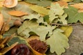 Flat Dried Leaves or Forest Floor in Camouflage Colors Royalty Free Stock Photo