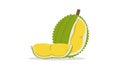 Flat Durian and cut piece vector with isolated white background.King of fruit. Royalty Free Stock Photo