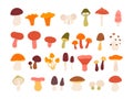 Flat edible forest mushrooms, truffle, chanterelle, porcini and amanita. Natural wild mushroom types in abstract