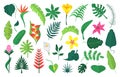 Flat exotic plants leaf, flower tropical bush. Isolated jungle leaves, bushes and palm foliage. Botanical abstract