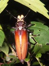 flat-faced longhorn beetle (Callipogon barbatus) Royalty Free Stock Photo