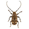 Flat-faced longhorned beetle